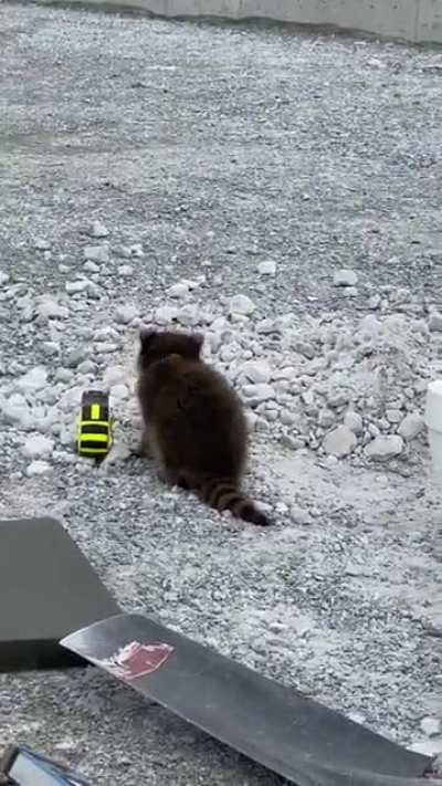 Растёт помощник