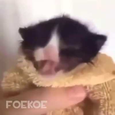Cat vs whitty