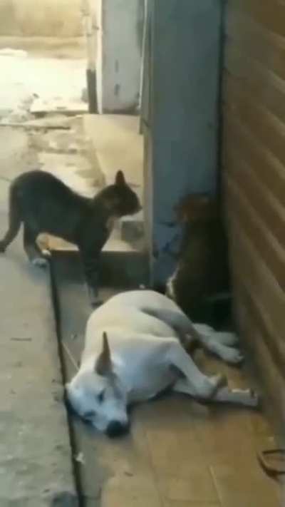 WCGW sleeping between two cats fighting