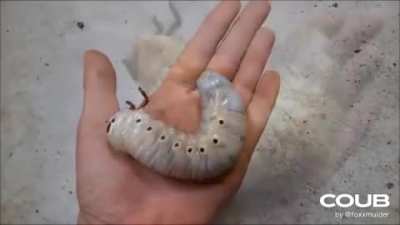 la metamorfosis del escarabajo es muy bonita