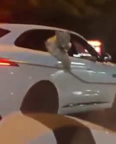 More tiger footage
