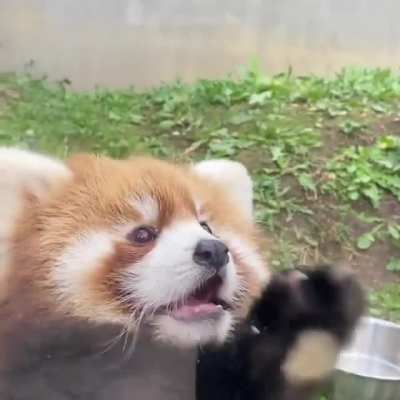 Curious little baby red panda