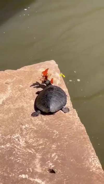 Butterflies &amp;amp; turtles have a symbiotic relationship where butterflies drink turtle tears as a source of sodium and minerals. In turn, the turtles get their eyes cleaned.