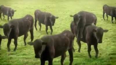 Viernes de Vacas