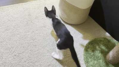 This is my foster CH kitty, currently in NYC. He&rsquo;s very floppy and ploppy!