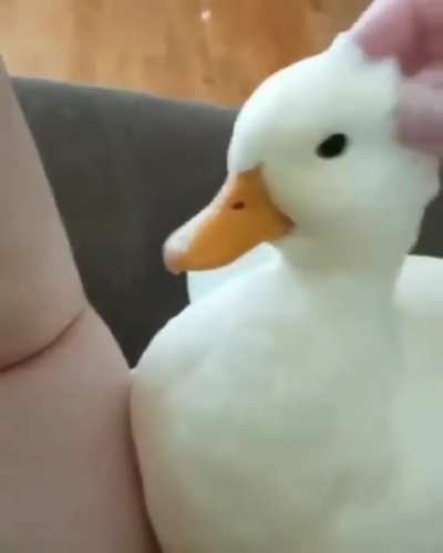 Que fofinho