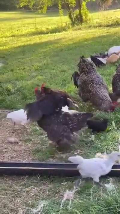 Meet Jeremiah 🤦&zwj;♀️ The smallest rooster, and twice as frisky as the others🙄 He is not allowed around small children