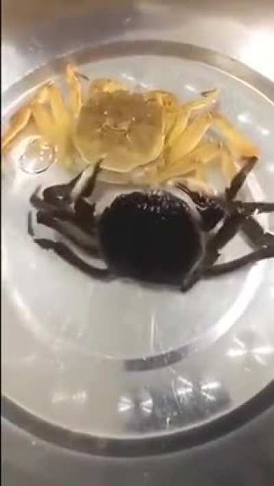 🔥 Crab Molting