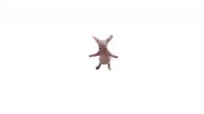 Bingusdance