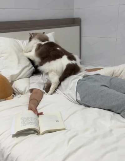 this is chonker therapy