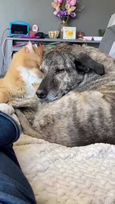 Snuggle buddies