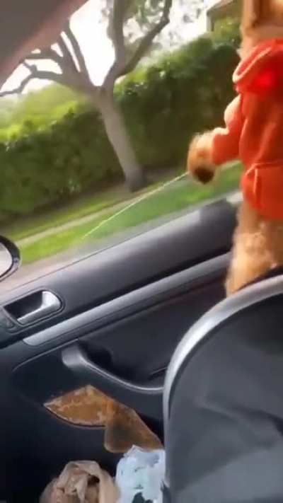 WCGW with the doggo