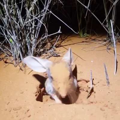 Greater Bilbies (Macrotis lagotis) can have up to 12 burrows, with each burrow up to 3m long and 2m deep.