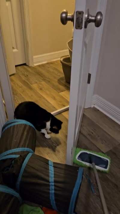Hera Bean startled herself chasing the mop