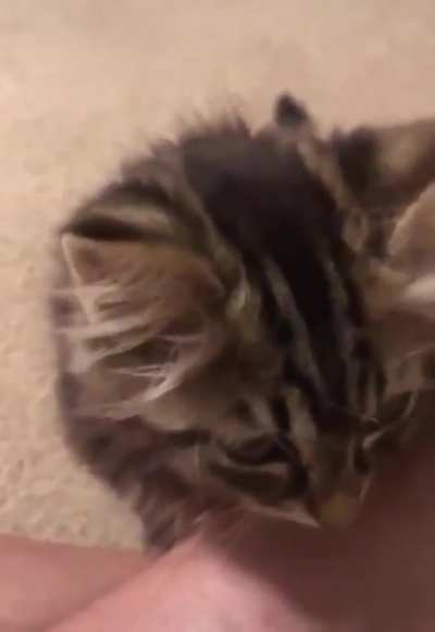 Cat unleashed its laser beam