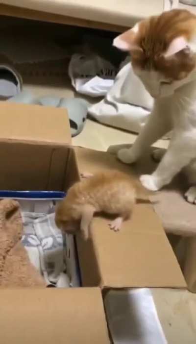 Momma Cat Says To Kitten " I Don't Have Time For This, I'm Making Dinner"