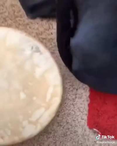 This dog knows what he's doing.