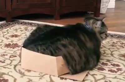 If it fits I sits, whoops