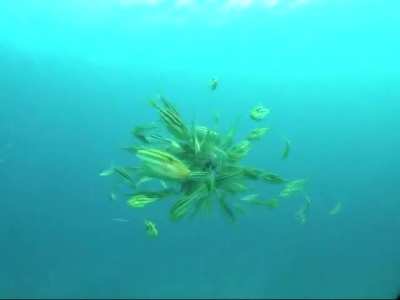 Octopus Gets Attacked And Eaten By A School Of Leatherjackets GIF