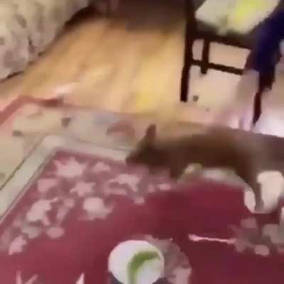 Еда убегает!