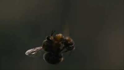 The ejaculation of a drone honey bee is so powerful that his endophallus ruptures and he quickly dies