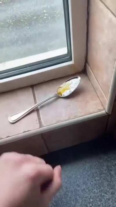 Ayo? O_o