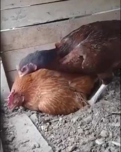 &ldquo;Sit on the egg you idiot!&rdquo;
