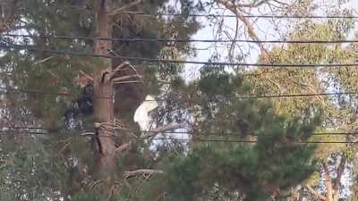 Cockatoos forgetting how to bird