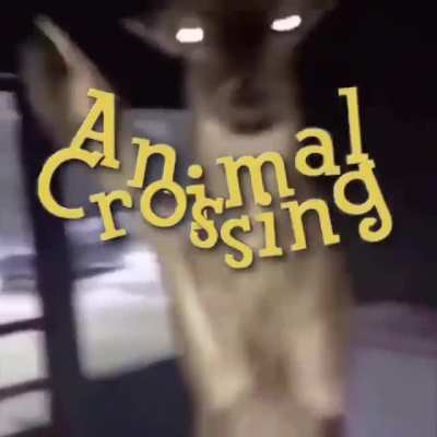 Animal