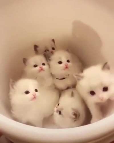 &ldquo;Mow!&rdquo; Bucket of super Smol an Ver cute kitties