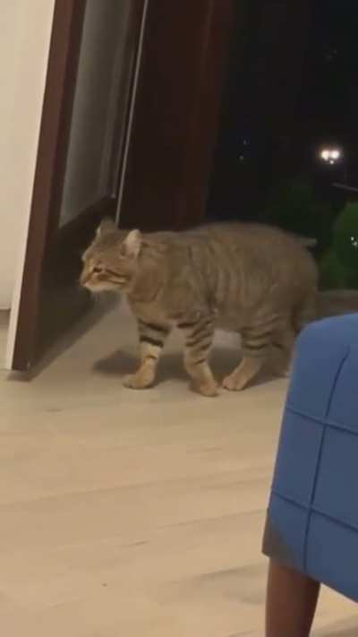 Abrupt Cat
