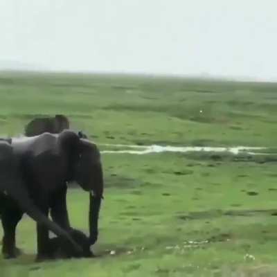 Small elephant with big family