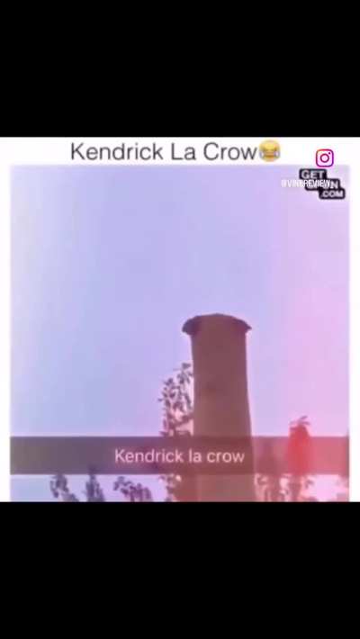 Crow Hit Hard