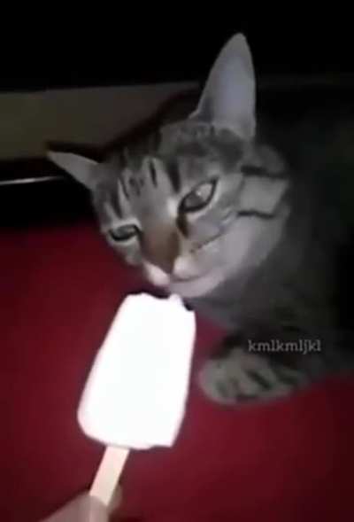 Gato