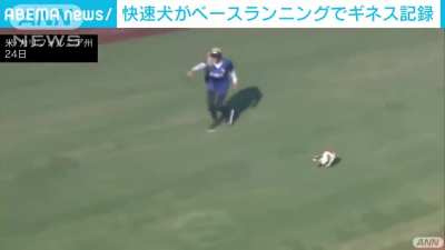 Aerial view of a dog named "Macho" rounding the bases at a Baseball stadium in Los Angeles.