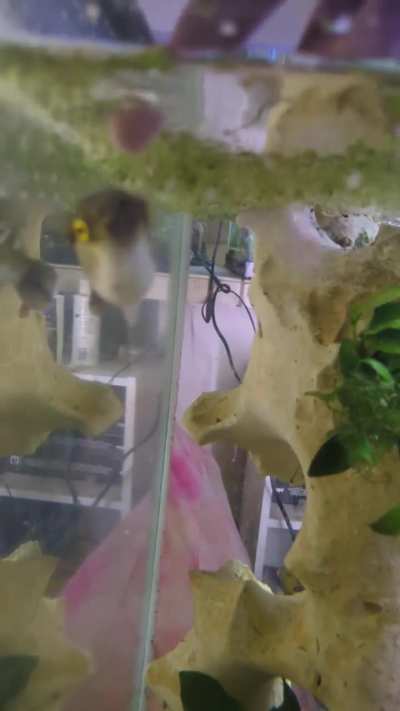 My avocado pufferfish, Toast
