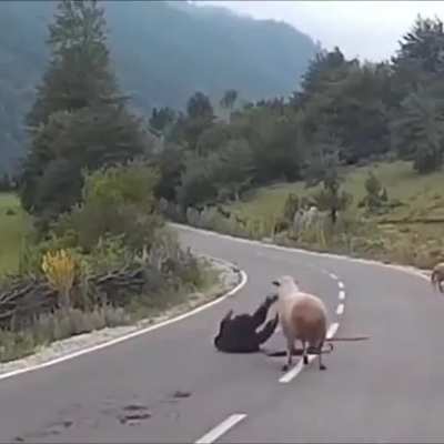 Hep Kedy olacak değil birazda Koyun atalım