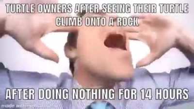 I like turtles