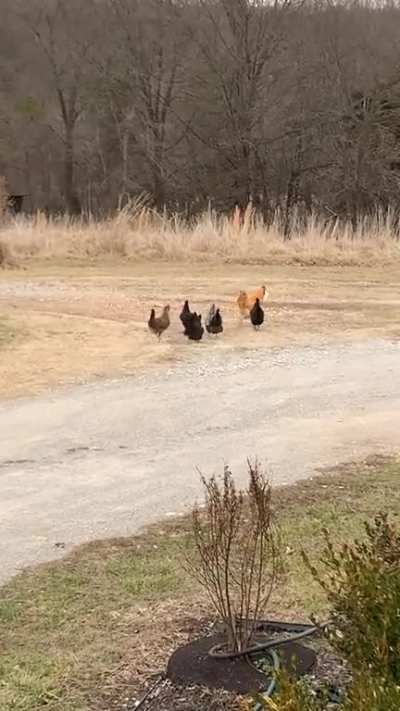 Rooster Runs Away With Tortilla He Won't Share