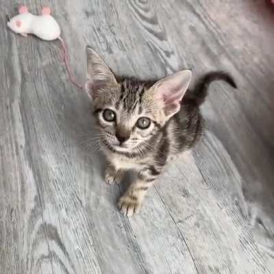 Kitten is hungry