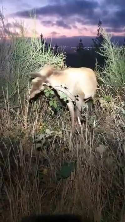 There&rsquo;s a creature on the prowl in those bushes!