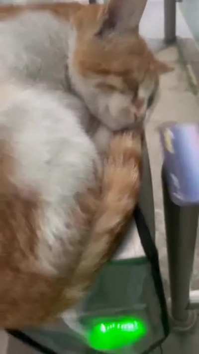 A cat Boop!