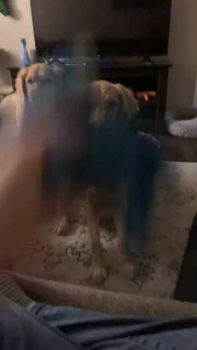 Maisy can&rsquo;t catch things in her mouth.... so now she tries to catch them with her paws