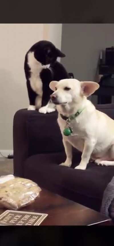 From love to hate, one paw blow