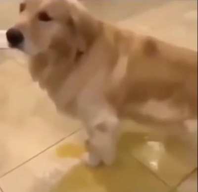 Piss Dog