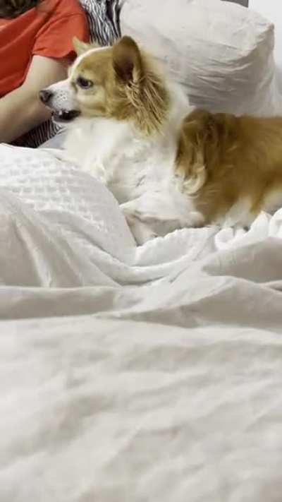 My brother&rsquo;s fluffer got upset