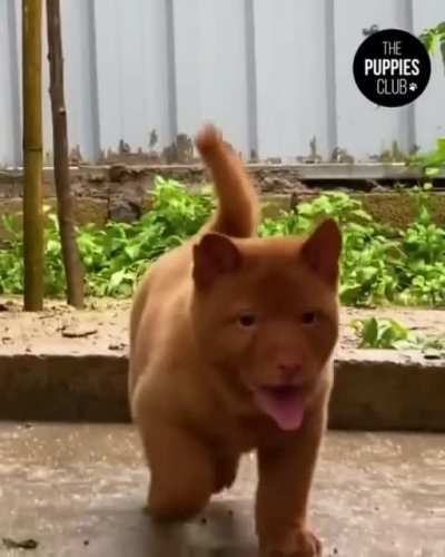 Vietnamese dog breed called Hmong, for the Hmong people who kept&Acirc; them initially...