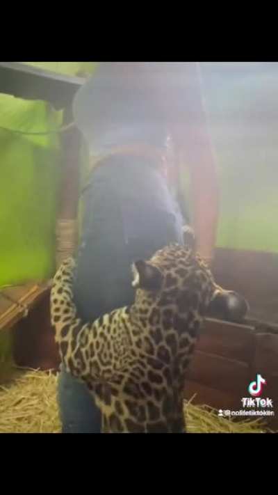VIOLENT LEOPARD ATTACK