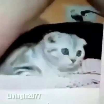 catti lol wtf