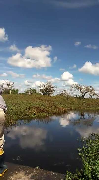 Pescando tarucha.